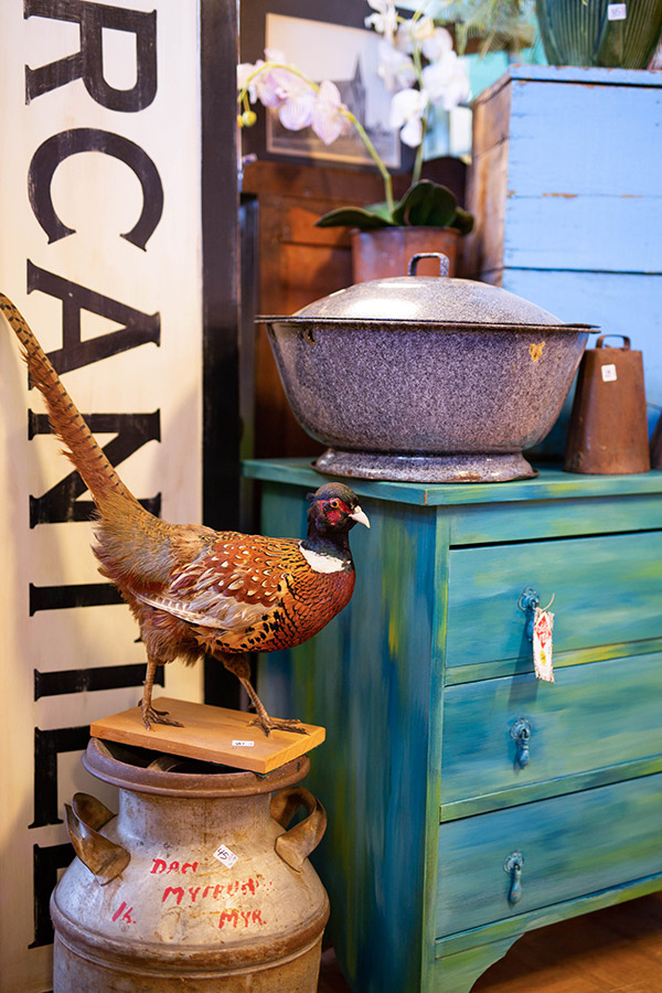 Taxidermied bird among vintage farm furniture